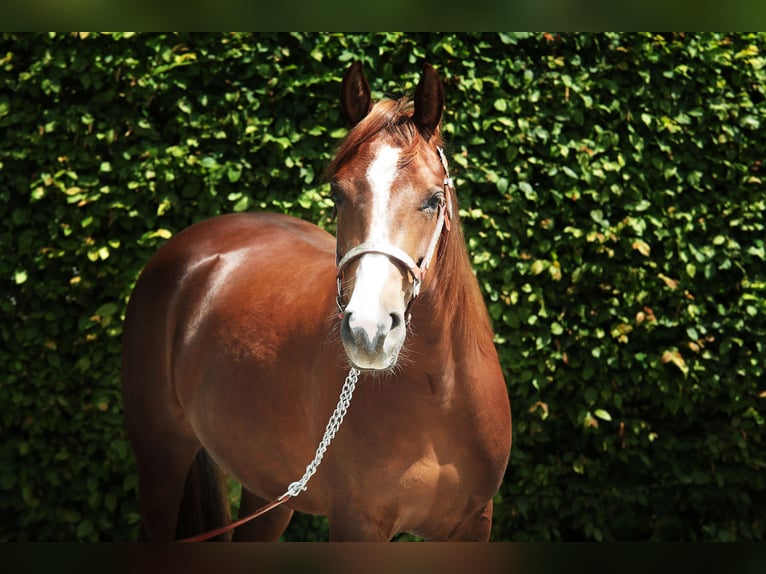 American Quarter Horse Klacz 4 lat 145 cm Kasztanowata in Windeck