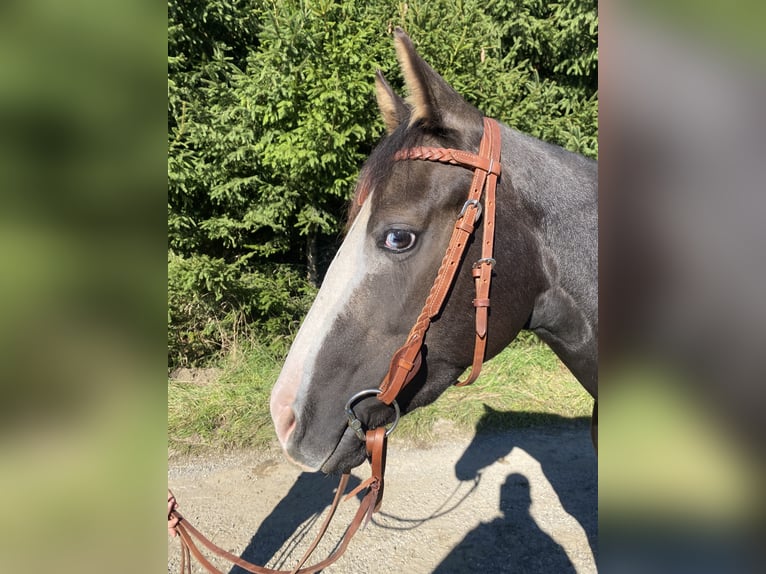 American Quarter Horse Klacz 4 lat 145 cm Siwa in Kammlach