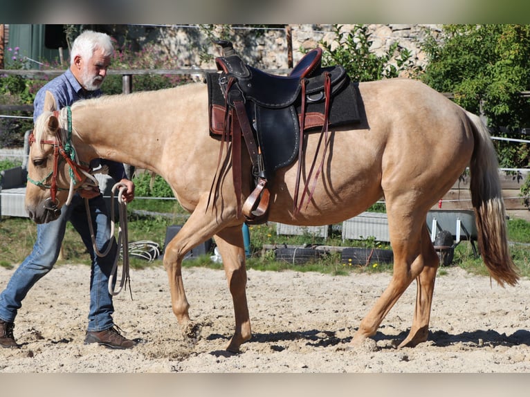 American Quarter Horse Klacz 4 lat 146 cm Izabelowata in Müglitztal