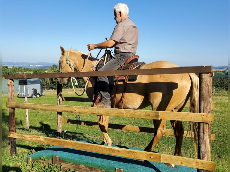 American Quarter Horse Klacz 4 lat 146 cm Izabelowata in Müglitztal