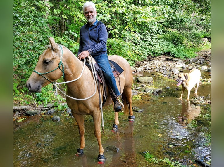 American Quarter Horse Klacz 4 lat 146 cm Izabelowata in Müglitztal