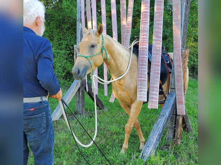 American Quarter Horse Klacz 4 lat 146 cm Izabelowata in Müglitztal