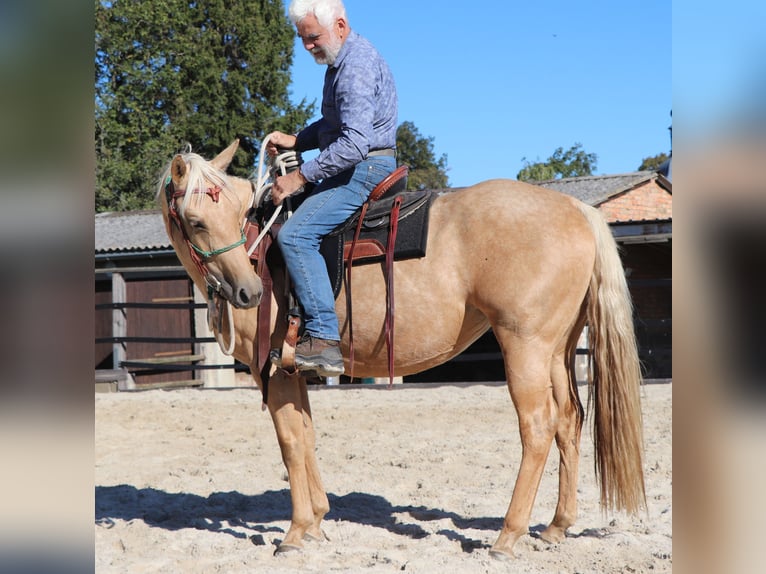 American Quarter Horse Klacz 4 lat 146 cm Izabelowata in Müglitztal