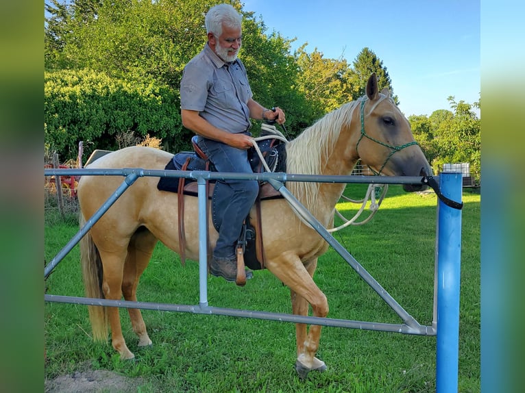 American Quarter Horse Klacz 4 lat 146 cm Izabelowata in Müglitztal