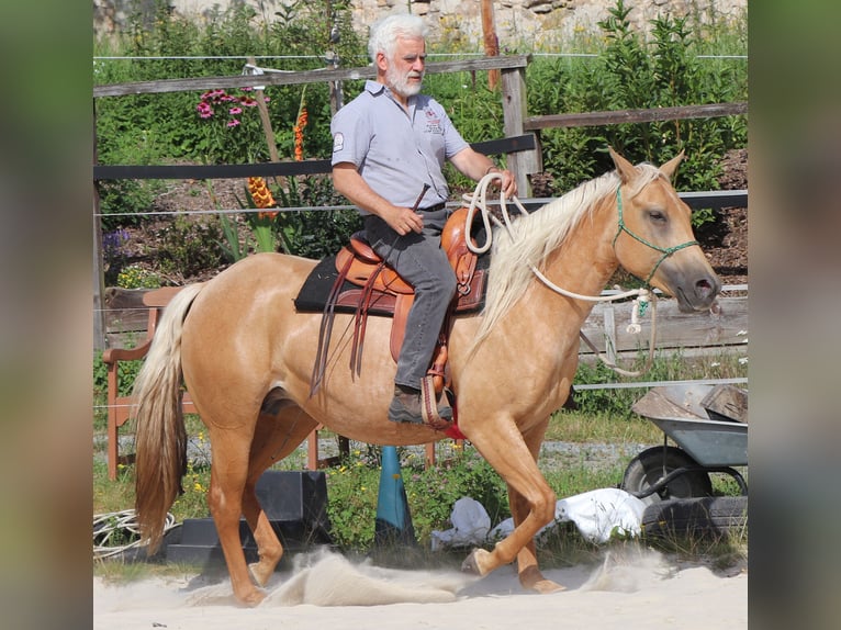 American Quarter Horse Klacz 4 lat 146 cm Izabelowata in Müglitztal