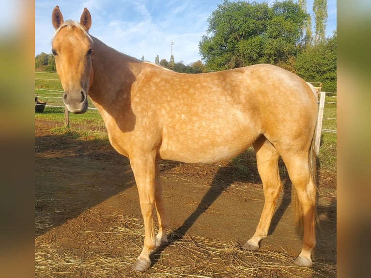 American Quarter Horse Klacz 4 lat 146 cm Izabelowata in Müglitztal