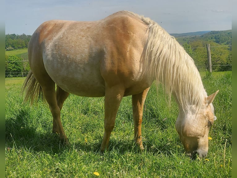 American Quarter Horse Klacz 4 lat 146 cm Izabelowata in Müglitztal