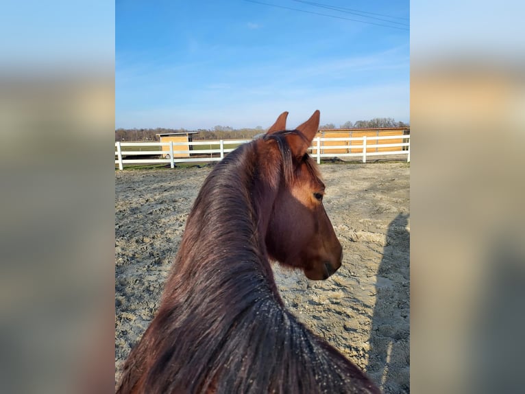 American Quarter Horse Klacz 4 lat 146 cm Kasztanowata in Sulz am Neckar