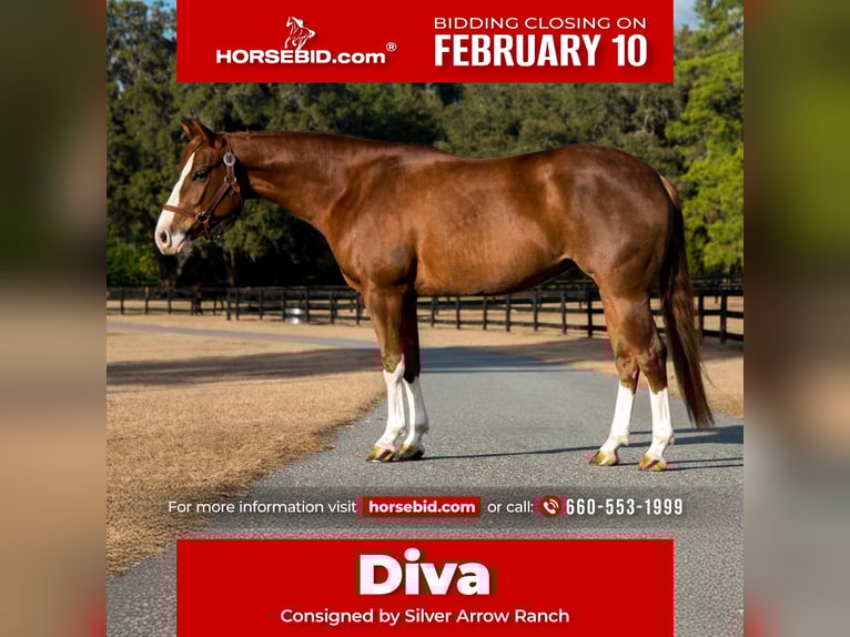 American Quarter Horse Klacz 4 lat 147 cm Cisawa in Morriston, FL