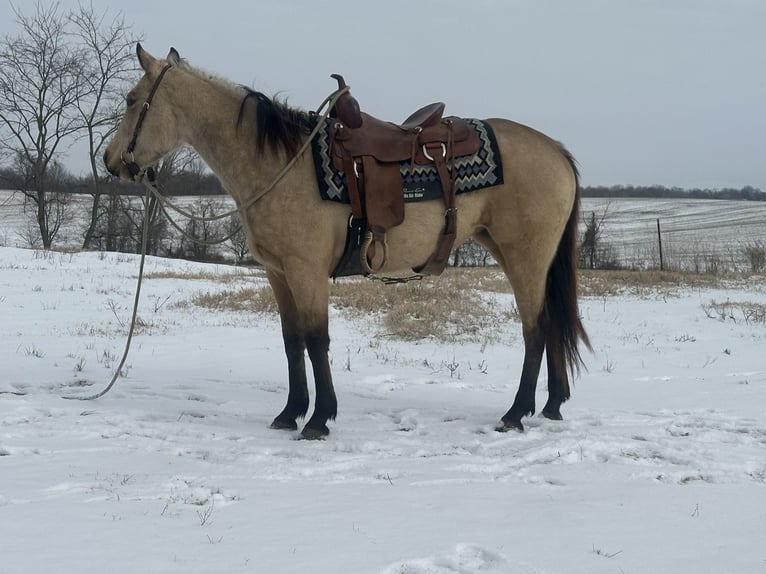 American Quarter Horse Klacz 4 lat 147 cm Jelenia in Sebree, KY