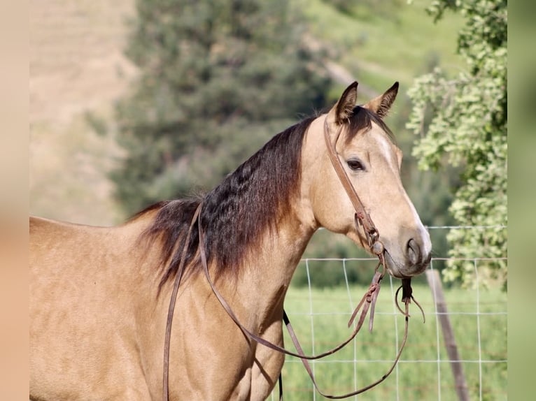 American Quarter Horse Klacz 4 lat 147 cm Jelenia in King City