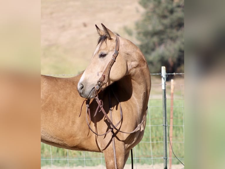 American Quarter Horse Klacz 4 lat 147 cm Jelenia in King City