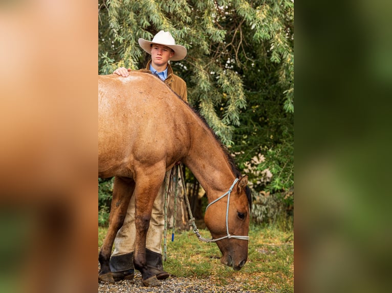 American Quarter Horse Klacz 4 lat 147 cm in Meeteetse, WY