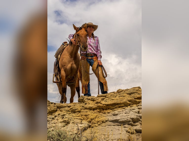 American Quarter Horse Klacz 4 lat 147 cm in Meeteetse, WY