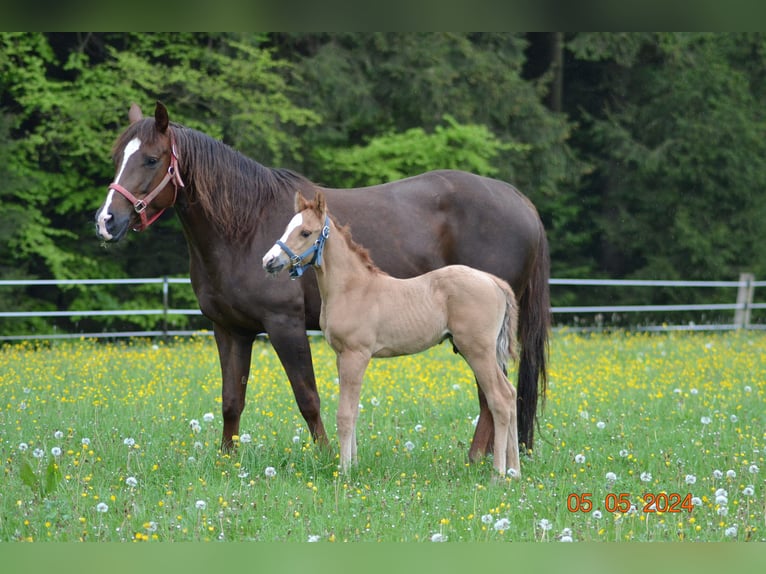 American Quarter Horse Klacz 4 lat 148 cm Ciemnokasztanowata in Pressath