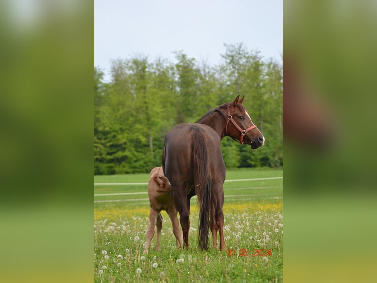 American Quarter Horse Klacz 4 lat 148 cm Ciemnokasztanowata in Pressath