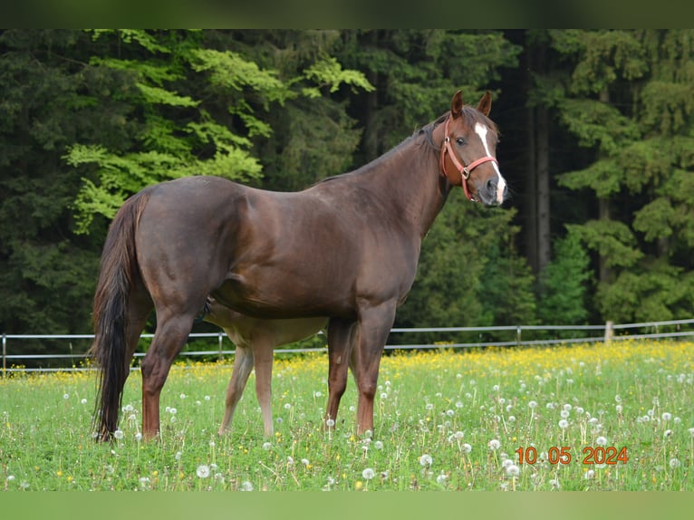 American Quarter Horse Klacz 4 lat 148 cm Ciemnokasztanowata in Pressath