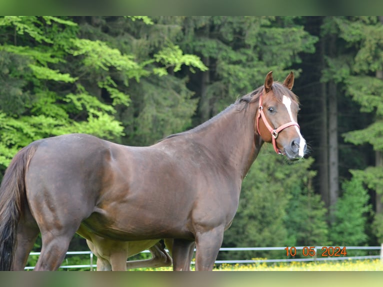 American Quarter Horse Klacz 4 lat 148 cm Ciemnokasztanowata in Pressath