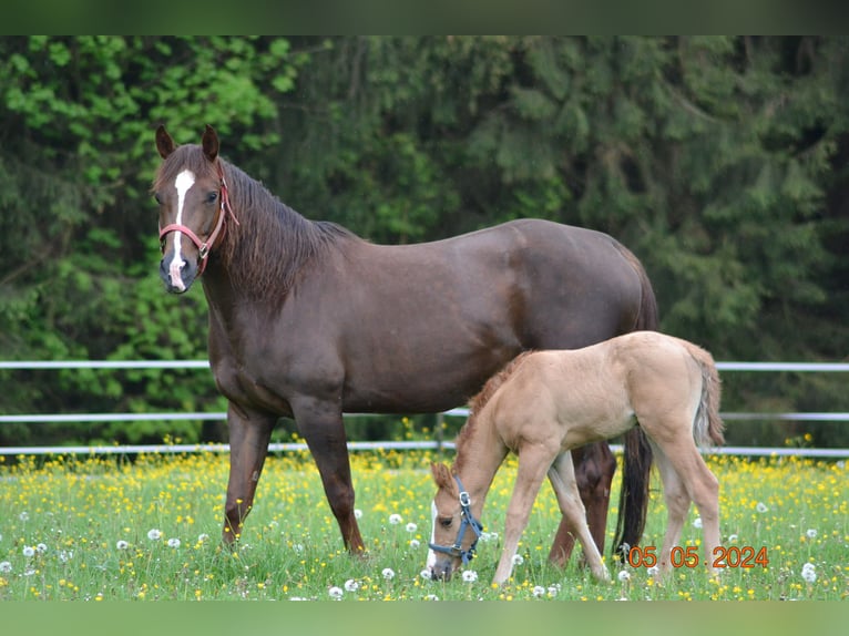 American Quarter Horse Klacz 4 lat 148 cm Ciemnokasztanowata in Pressath