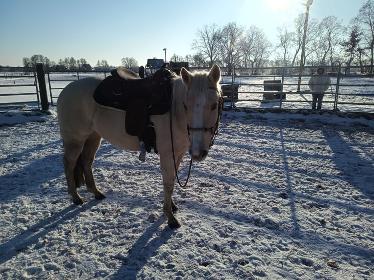 American Quarter Horse Klacz 4 lat 148 cm Izabelowata in Nuow