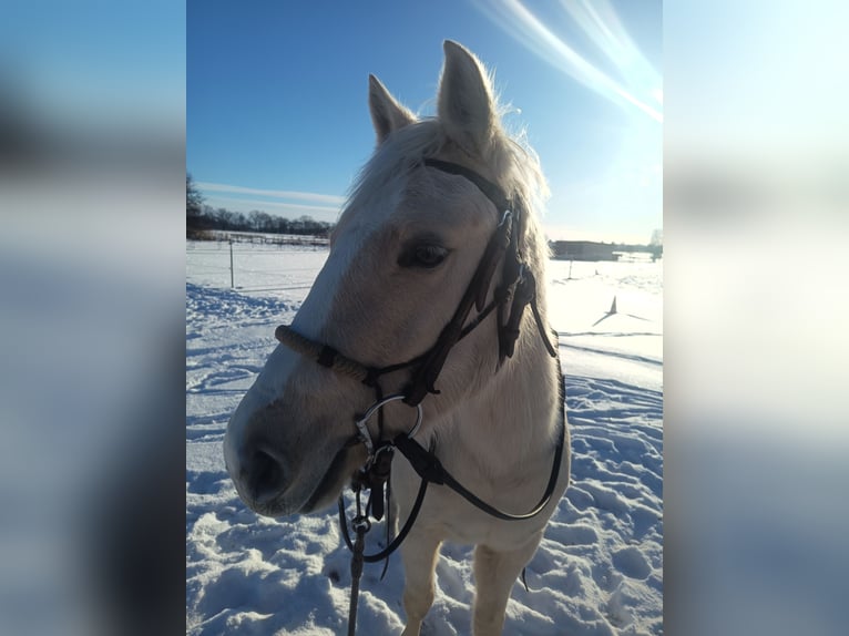 American Quarter Horse Klacz 4 lat 148 cm Izabelowata in Nuow