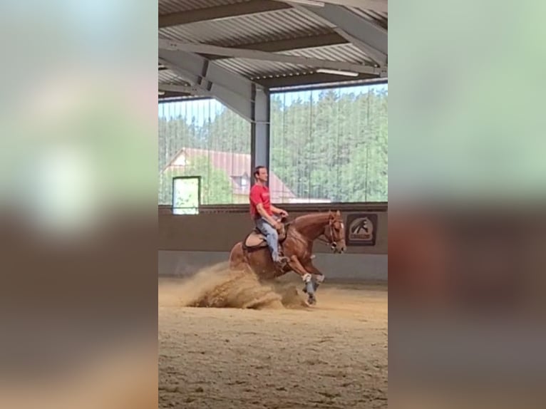 American Quarter Horse Klacz 4 lat 148 cm Kasztanowata in Weiden in der Oberpfalz