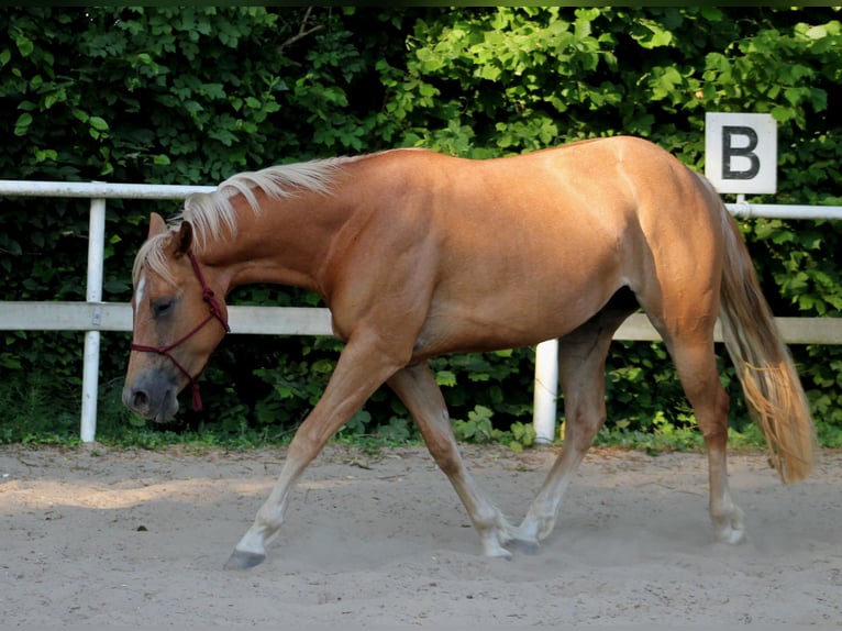 American Quarter Horse Klacz 4 lat 148 cm Kasztanowata in Stade