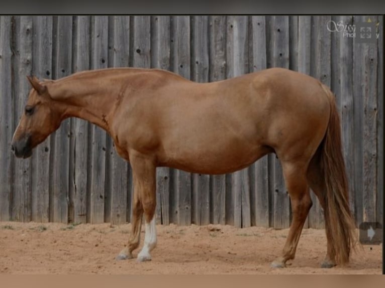 American Quarter Horse Klacz 4 lat 148 cm Kasztanowata in Stade