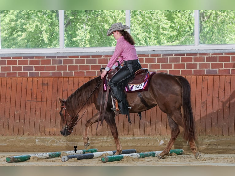 American Quarter Horse Klacz 4 lat 149 cm Ciemnokasztanowata in Sendenhorst