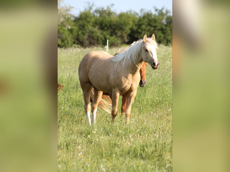 American Quarter Horse Klacz 4 lat 149 cm Izabelowata in Laubach