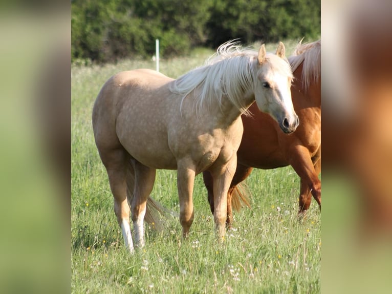 American Quarter Horse Klacz 4 lat 149 cm Izabelowata in Laubach