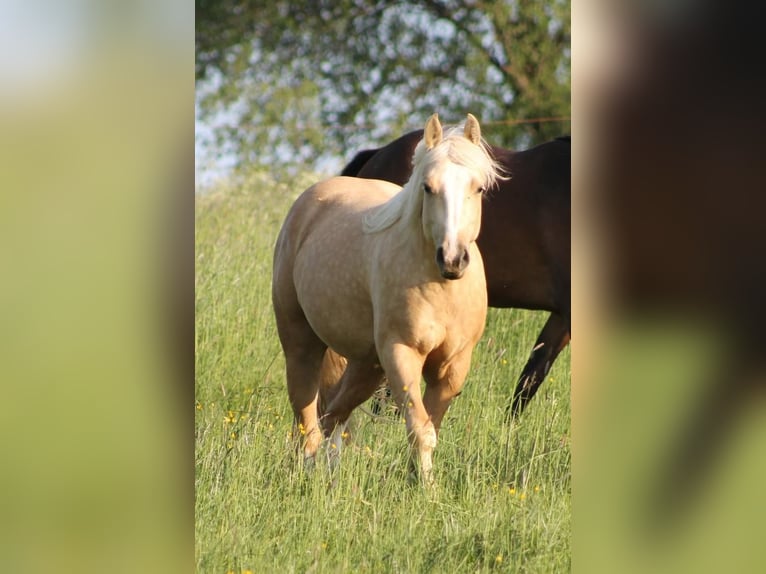 American Quarter Horse Klacz 4 lat 149 cm Izabelowata in Laubach