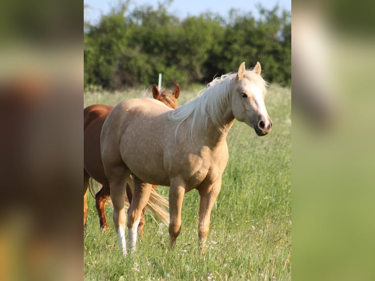 American Quarter Horse Klacz 4 lat 149 cm Izabelowata in Laubach