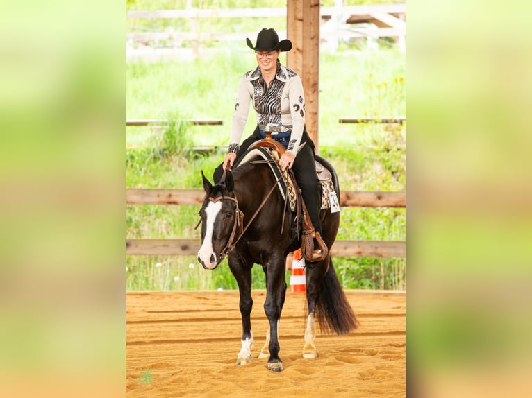 American Quarter Horse Klacz 4 lat 149 cm Kara in Harth-Pöllnitz