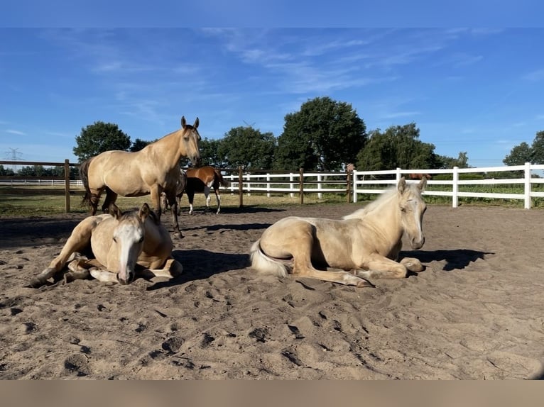 American Quarter Horse Mix Klacz 4 lat 150 cm Bułana in Oberhausen