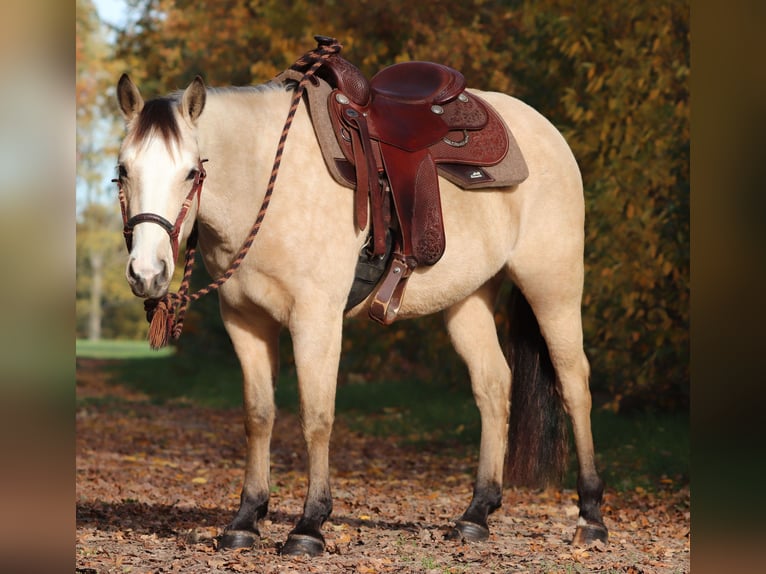 American Quarter Horse Mix Klacz 4 lat 150 cm Bułana in Oberhausen
