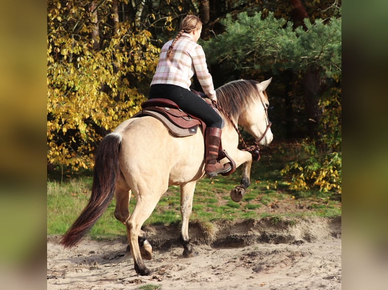 American Quarter Horse Mix Klacz 4 lat 150 cm Bułana in Oberhausen