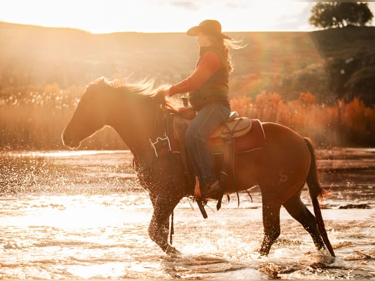 American Quarter Horse Klacz 4 lat 150 cm Gniada in Amarillo