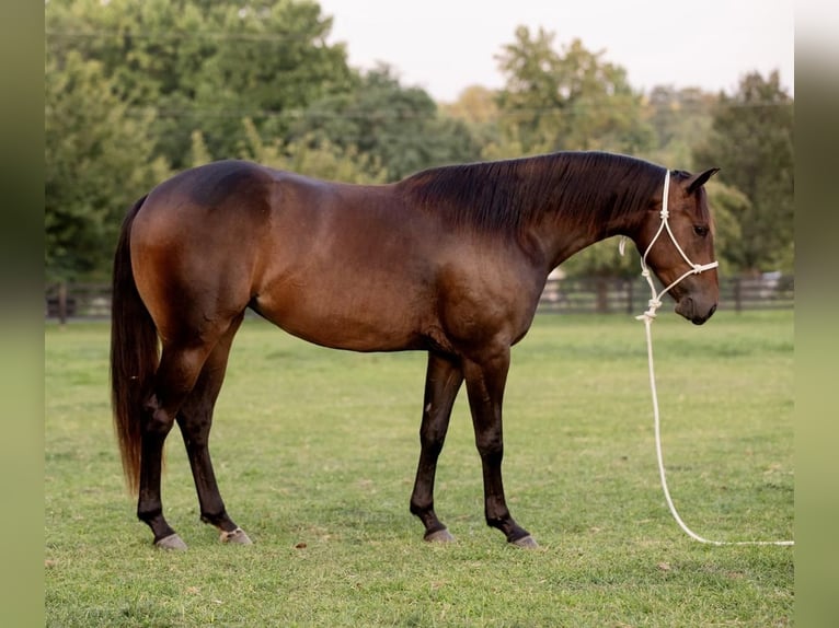 American Quarter Horse Klacz 4 lat 150 cm Gniada in New Holland, PA
