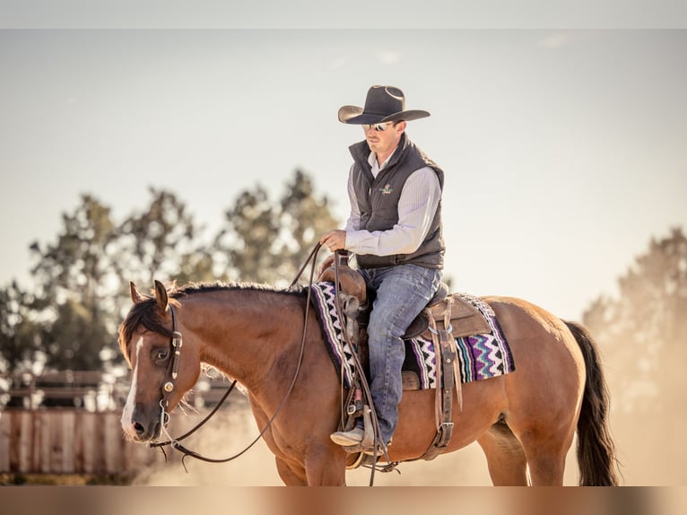 American Quarter Horse Klacz 4 lat 150 cm Gniada in Canistota, SD