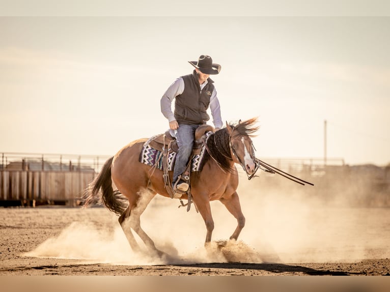 American Quarter Horse Klacz 4 lat 150 cm Gniada in Canistota, SD