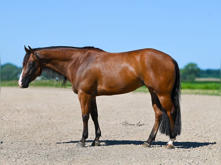 American Quarter Horse Klacz 4 lat 150 cm Gniada in Canistota