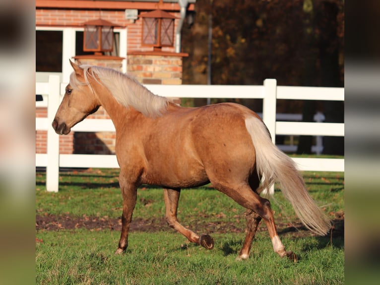 American Quarter Horse Mix Klacz 4 lat 150 cm Izabelowata in Oberhausen