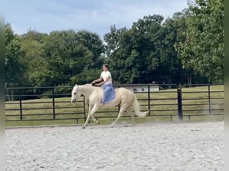 American Quarter Horse Klacz 4 lat 150 cm Izabelowata in New Holland American Quarter Horse Klacz 4 lat 150 cm Izabelowata in New Holland
