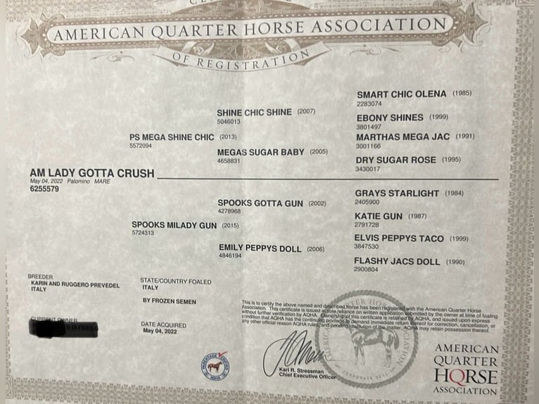 American Quarter Horse Klacz 4 lat 150 cm Izabelowata in Palombara sabina