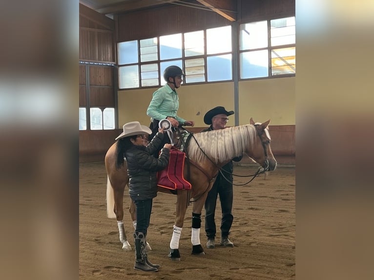 American Quarter Horse Klacz 4 lat 150 cm Izabelowata in Palombara sabina