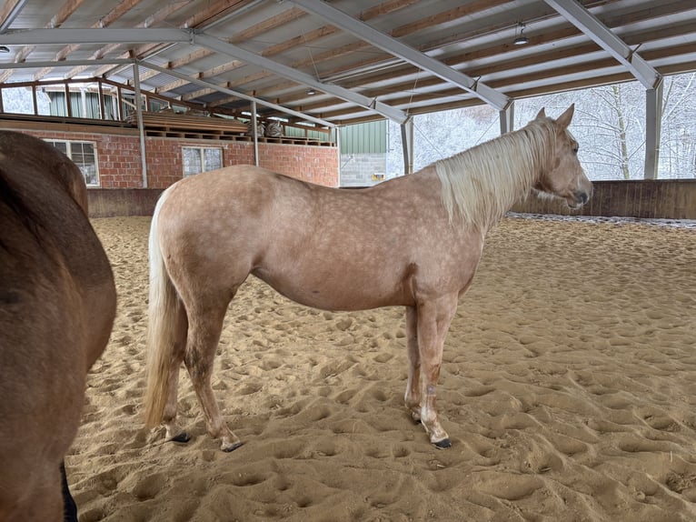 American Quarter Horse Klacz 4 lat 150 cm Izabelowata in Wilhelmsburg