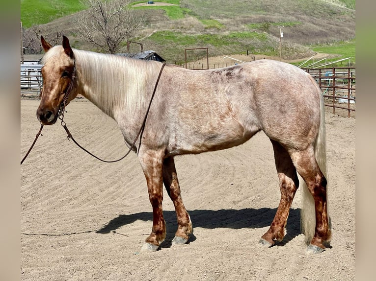 American Quarter Horse Klacz 4 lat 150 cm Izabelowata in Bitterwater CA