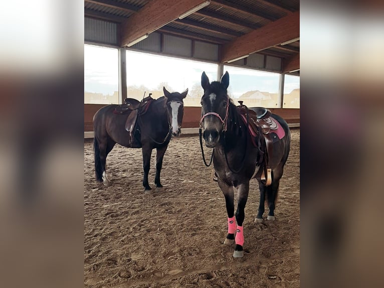 American Quarter Horse Klacz 4 lat 150 cm Jelenia in Bergheim