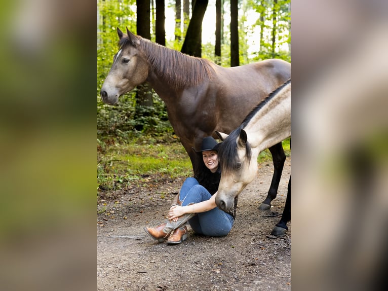 American Quarter Horse Klacz 4 lat 150 cm Jelenia in Bergheim